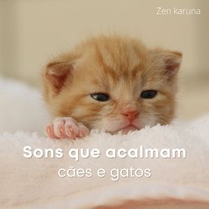 Música que ajuda cachorros e gatos a dormirem
