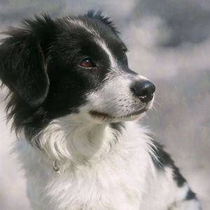 宝贝回家_96813038219799042_1770732565131