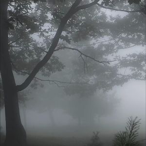 迷雾