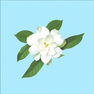 Jasmine