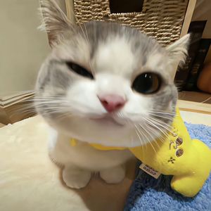 樱花樱花想见你