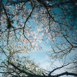 春尽花影 ～ Petal Shadows