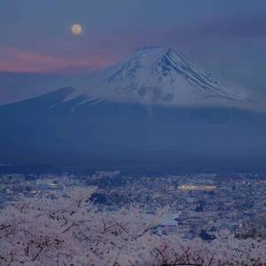 如果樱花是场雨