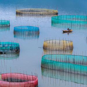 《竖琴轻吟，萌宠治愈之境》 (087