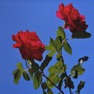 Nothing But Green Grass