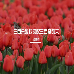 三百朵的玫瑰配三百朵的天 伴奏