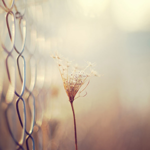 月光, 晚安 (催眠纯音乐)