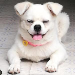 请不要再伤害狗狗 狗狗是人类的好朋友