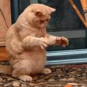 我爱的小猫咪
