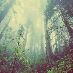 정신적 위안 : 마음정화