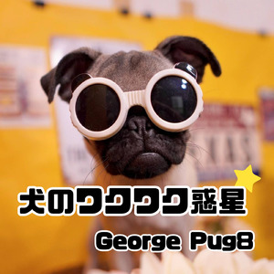 犬のワクワク惑星