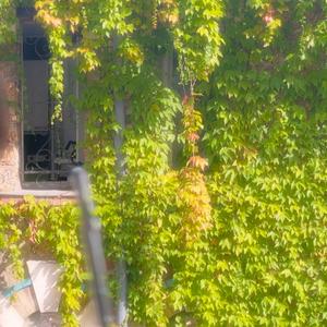 奥比岛-阳光舞甜橙【长笛版】