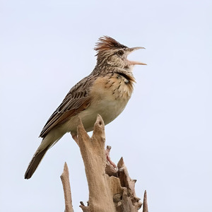 Burung Branjangan (Remix)