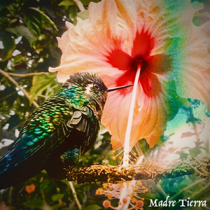 Madre Tierra (feat. McFiddles)