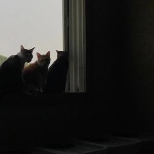 小小（翻自 杨一歌）