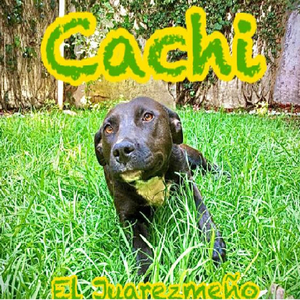 Cachi (mi fotografía)