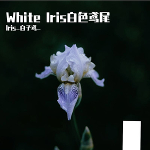 White Iris