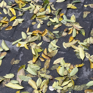 因为我安于现状没有欲望