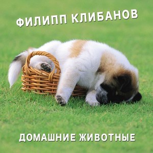 Домашние животные