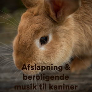 The Best Music for Rabbits Ever