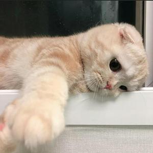 蓝鲸（翻自 叶洛洛）