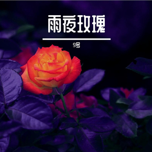 雨夜玫瑰