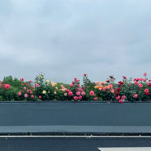 奇妙能力歌（生病版）