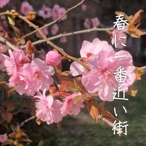 春に一番近い街