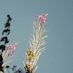 Алым Дождем