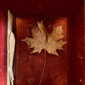 Intensional (Freestyle)