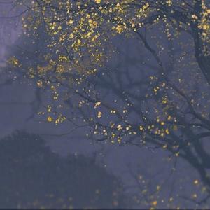 我本将心向明月