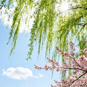 生活这个偷心的贼 (Cover 田园)