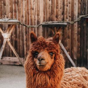 frrfrr (feat. oupsi frfr)