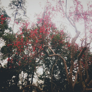 本能【四周年】