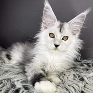 Move Your Body (slowed)