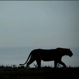 Arena（角斗场）