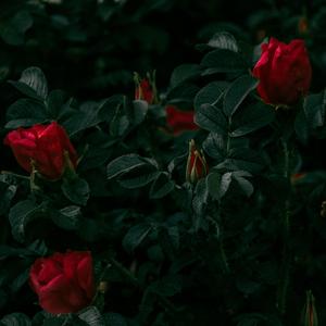 去有风的地方电视剧主题曲（翻唱郁可唯）