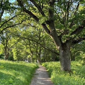 When the daylight has returned