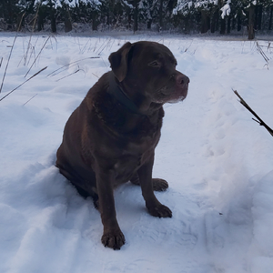 Ключи от хончи