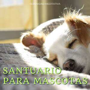 Meditación Para Patas