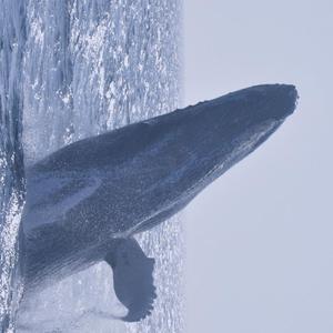 Free Dance (prod. by AngelLaCiencia)