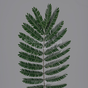 Paz Melódica Ininterrumpida