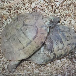 Two Turtles (feat. Pish Posh & Vulpecula)