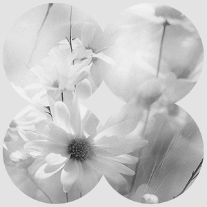 Grey Honey (Orginal Mix)