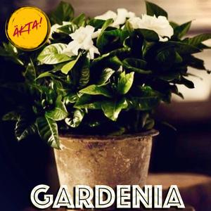 Gardenia