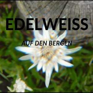 Edelweiss auf den Bergen