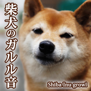 柴犬のガルル音