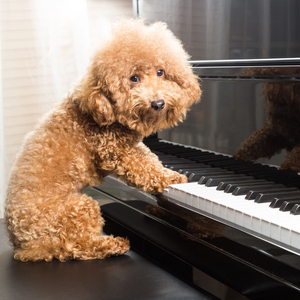 Furry Friends in Frequency's Fold