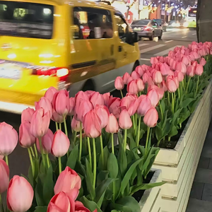 【Free】 “漫天繁星” 法老 x Spylent Type Beat