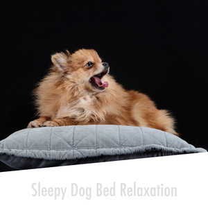 Pet Bedtime Wellbeing